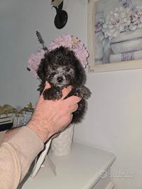 Barboncina Toy Silver 3,5 mesi