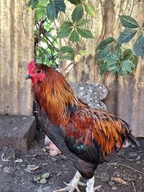 Gallo