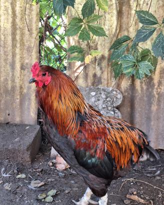 Gallo