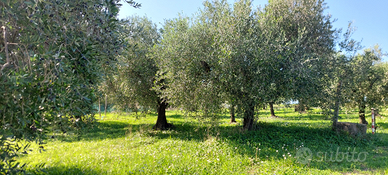 Terreno loc Monte Giove