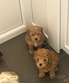 Maltipoo toy