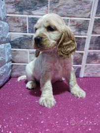 Cocker spaniel inglese
