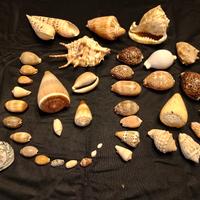 collezione di conchiglie vintage