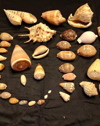 collezione di conchiglie vintage