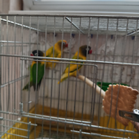 Coppia inseparabili certa