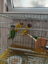 Coppia inseparabili certa