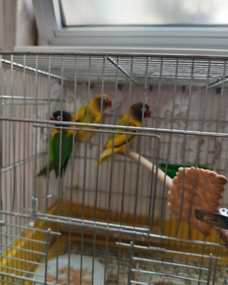 Coppia inseparabili certa