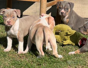 Cuccioli Pit bull