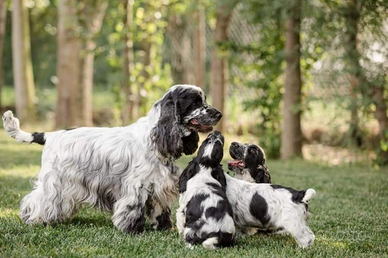 Cocker spaniel inglese