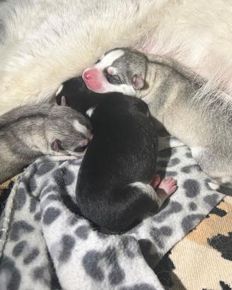 Cuccioli siberian Husky con pedigree