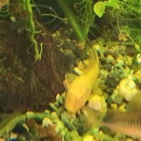 Ancistrus Gold e neri