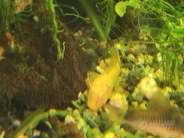 Ancistrus Gold e neri