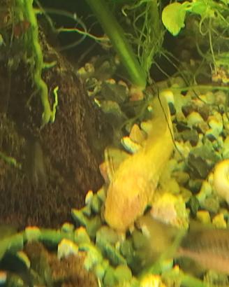 Ancistrus Gold e neri