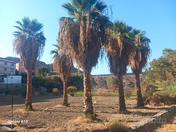 alberi di palma