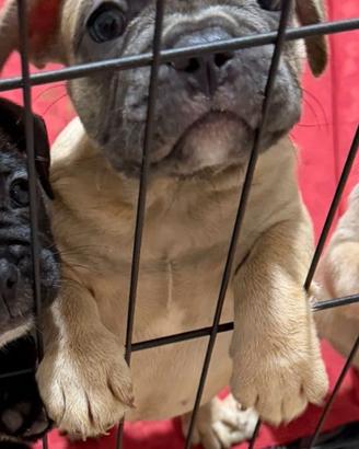 Bulldog Francese