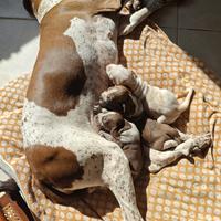 Cuccioli di bracco italiano
