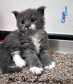 Meravigliosi cuccioli razza maine coon
