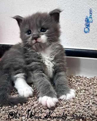 Meravigliosi cuccioli razza maine coon