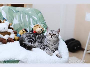 Gattino British shorthair meraviglioso scottish