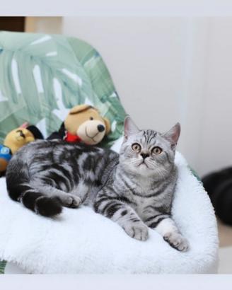 Gattino British shorthair meraviglioso scottish