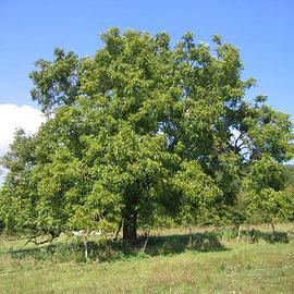 Alberi da noce