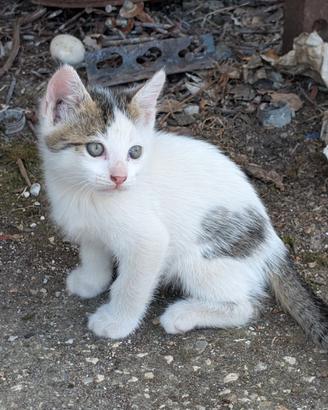 Gattini