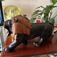Leone africano di grosse dimensioni