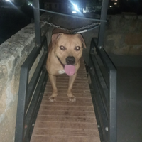 American Pitbull terrier