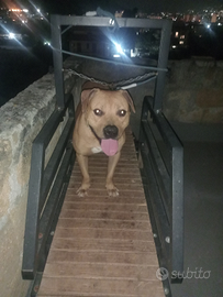 American Pitbull terrier