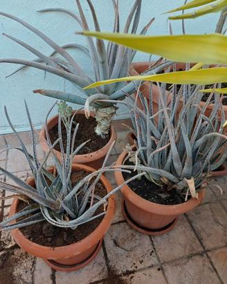3 Vasi di Aloe Vera