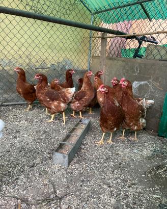 Galline ovaiole