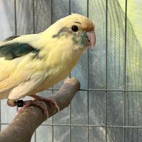 Kakariki mottle maschio