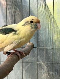 Kakariki mottle maschio