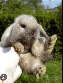 Coniglio ariete nano