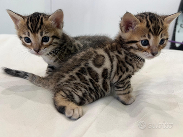 Cuccioli gatto bengala