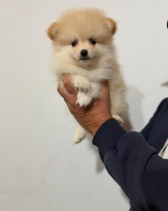 Spitz Pomerania
