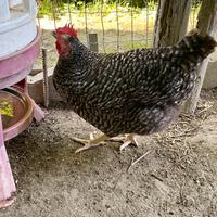 Galline ovaiole