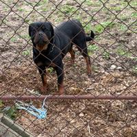 Rottweiler