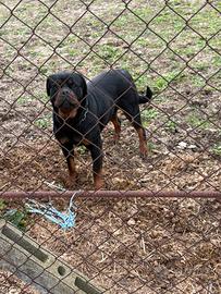 Rottweiler