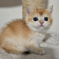 Ultimi 2 meravigliosi cuccioli british shorthair