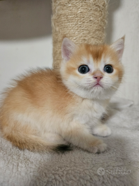 Ultimi 2 meravigliosi cuccioli british shorthair