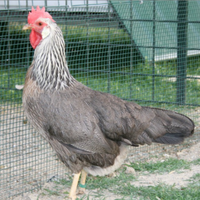 Livornese argento