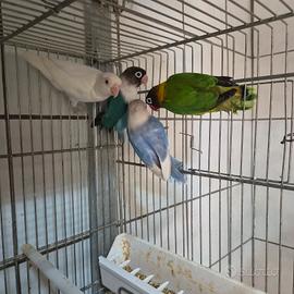 inseparabili personata pappagalli