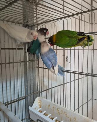 inseparabili personata pappagalli