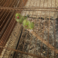 Parrochetti