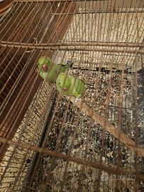 Parrochetti
