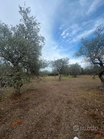 Terreno agricolo, Funtana Niedda