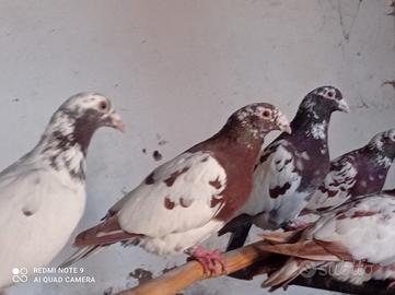 Viaggiatori meulemans