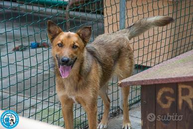 Debby mix lupetta di 1 anno in adozione