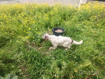 setter inglesi  2 anni alta genealogia 